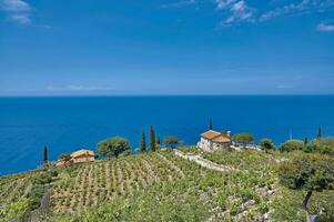 Vineyard Landscape at Coast of Island of Elba,Tuscany,Mediterranean Sea,Italy photo