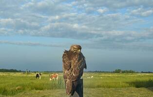 common Buzzard resp,Buteo buteo rests on a post,Rhineland,Germany photo