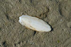 Shell resp.Cuttlebone of the Cuttlefish resp.Sepia officinalis during low Tide at North Sea,Germany photo