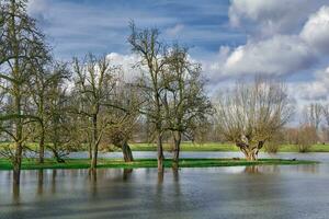 flood in Urdenbacher Kaempe Nature Reserve at Rhine River,old Rhine floodplain,Duesseldorf,Germany photo