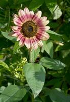 rojo girasol resp.helianthus annuus en Renania, Alemania foto