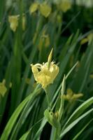 yellow iris resp,Iris pseudacorus at pond in Rhineland,Germany photo