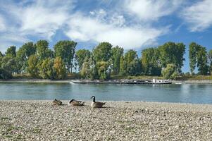 Canada Geese on River Bank at Rhine River,lower Rhine,Germany photo