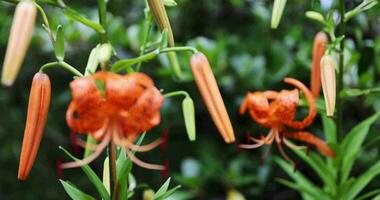 A tiger lily with spotted petals on green background at the forest sunny day focusing video