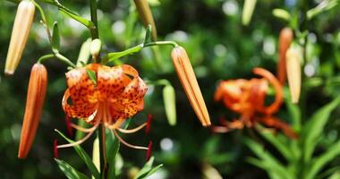 A tiger lily with spotted petals on green background at the forest sunny day focusing video