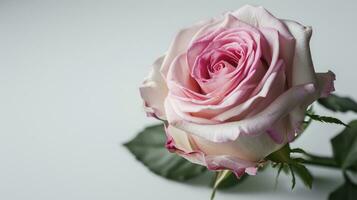 ai generado rosado Rosa flor en blanco antecedentes. foto