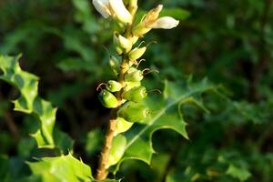 joven frutas de mar acebo son en rama y blanco brote en parte superior de rama con luz de sol en natural ambiente, tailandia otro nombre es hojas de acebo acanto o acebo mangle. foto