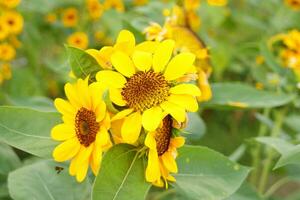 Sunflower blooming on bunch with green leaves. photo