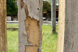 Peeling off color painted cover cement pole. photo