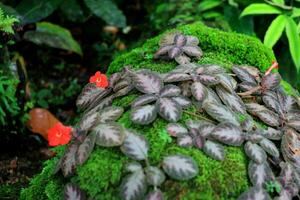 Bright red Carpet plant or Episcia blooming on covered moss rock and leves. photo