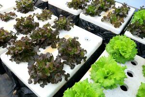 Perspective view of Red oak lettuce rows growing in hydroponic sytem on handmade white foam box. photo