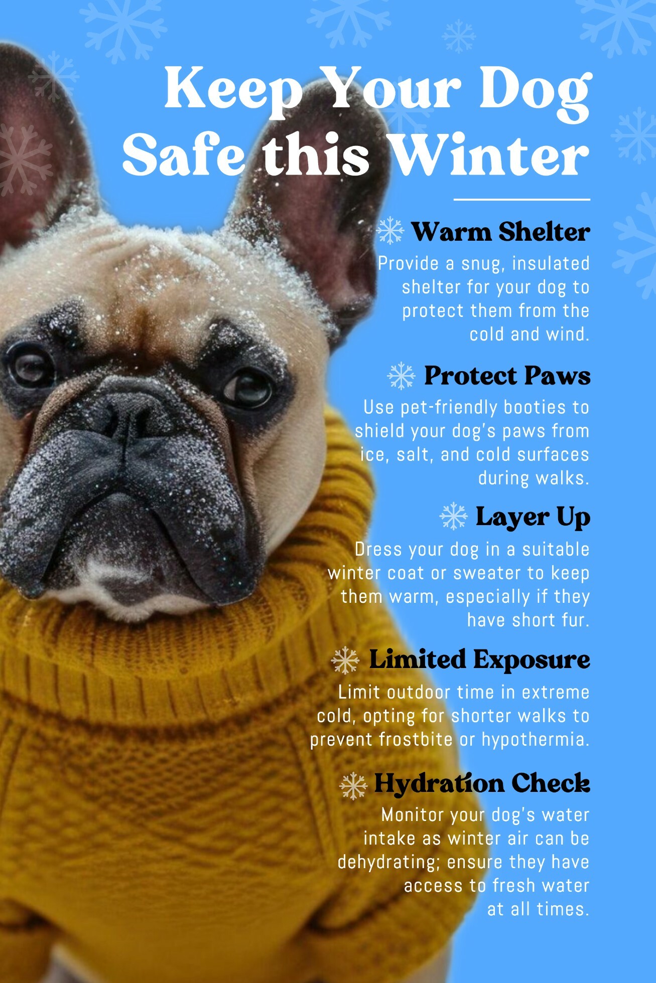 Tips to Keep Your Dog Safe This Winter