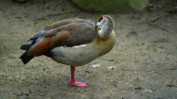 video van Egyptische gans in dierentuin