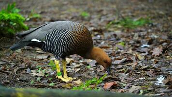 Video of Upland goose in zoo