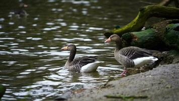 video di greylag Oca nel zoo