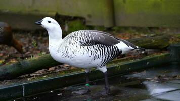 video van hoogland gans in dierentuin