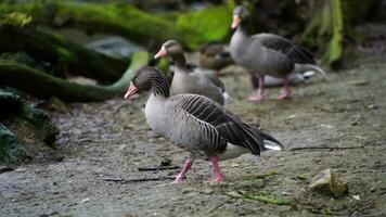 Video of Greylag goose in zoo