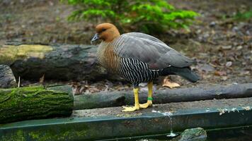 video van hoogland gans in dierentuin