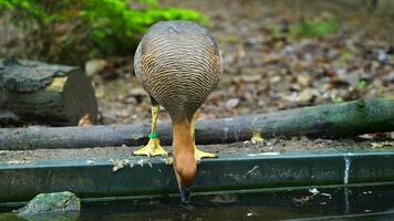 Video of Upland goose in zoo