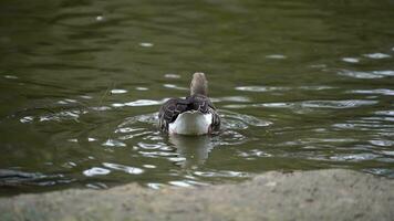 vidéo de greylag OIE dans zoo video