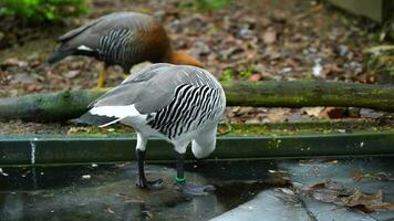 video van hoogland gans in dierentuin