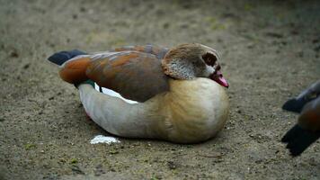 Video of Egyptian goose in zoo