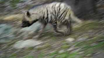 video van Arabisch gestreept hyena