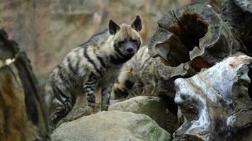 Video of Arabian striped hyaena