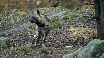 video van Arabisch gestreept hyena