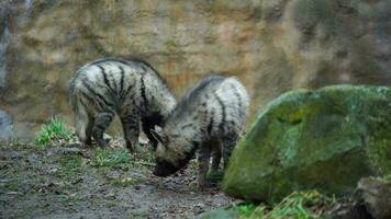 video van Arabisch gestreept hyena