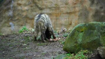 Video of Arabian striped hyaena