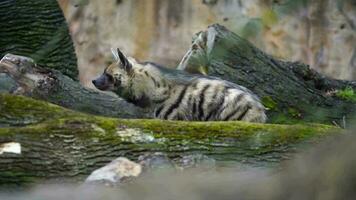 Video of Arabian striped hyaena