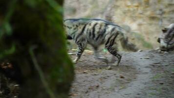 Video of Arabian striped hyaena