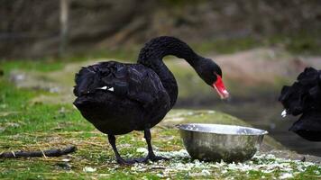 video van zwart zwaan in dierentuin