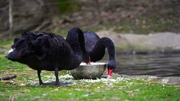 vídeo do Preto cisne dentro jardim zoológico video