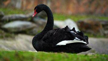 vídeo do Preto cisne dentro jardim zoológico video