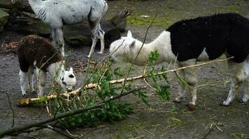 video van alpaca in dierentuin