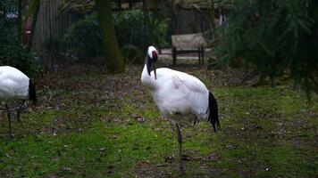 Video of Red crowned crane