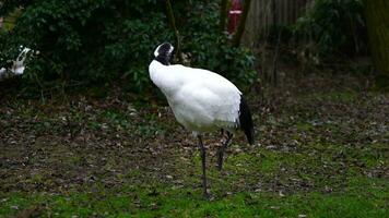 Video of Red crowned crane