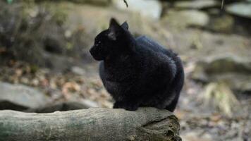 vídeo do selva gato dentro jardim zoológico video