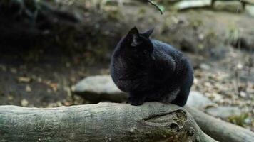 Video of Jungle cat in zoo