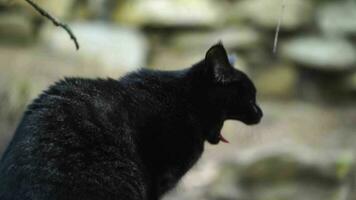 Video of Jungle cat in zoo