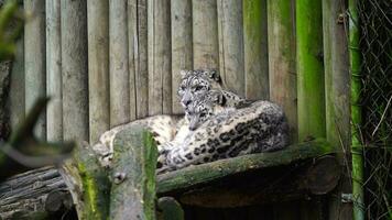 vidéo de neige léopard dans zoo video