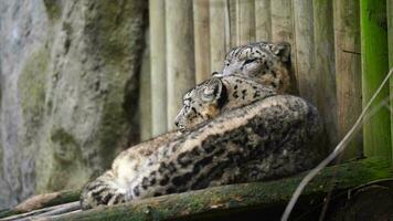 Video of Snow leopard in zoo