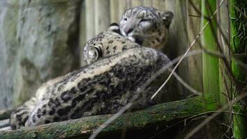 vidéo de neige léopard dans zoo video