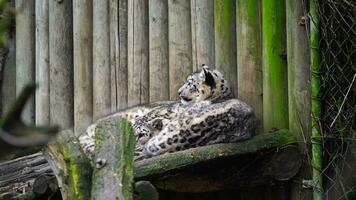 Video of Snow leopard in zoo