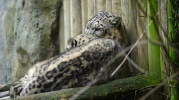 video av snö leopard i Zoo