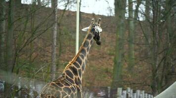 vídeo do girafa dentro jardim zoológico video