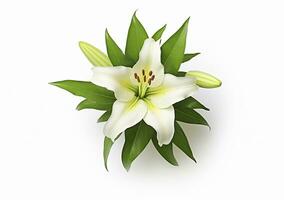 AI generated Beautiful fresh lily flower with green leaves, isolated on white background. AI Generated photo