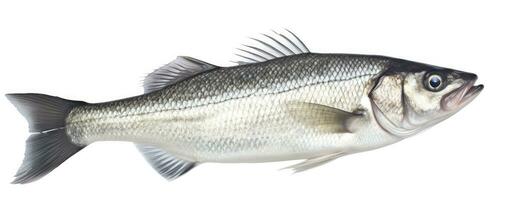 AI generated One fresh sea bass fish isolated on white background. AI Generated. photo